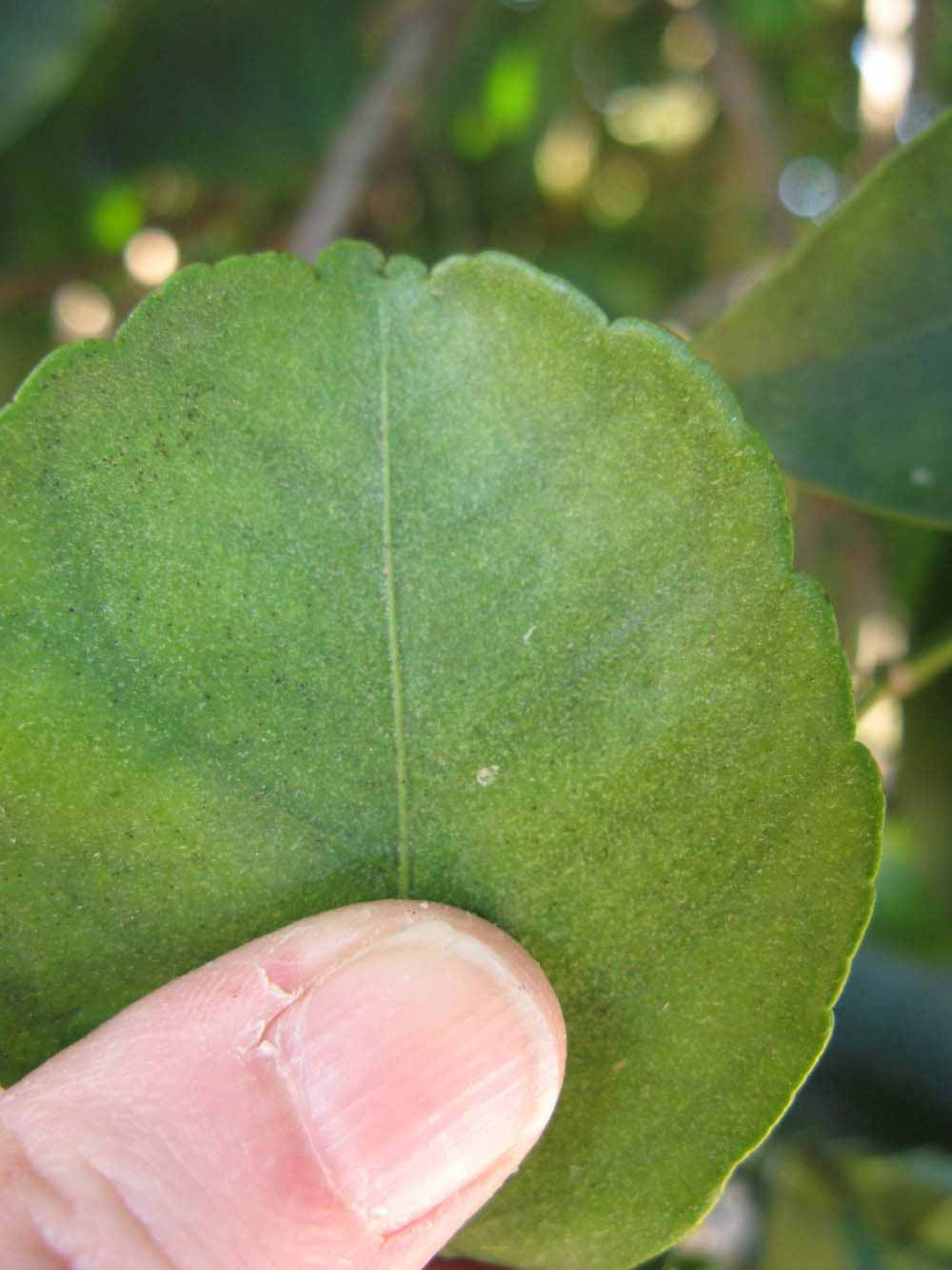              Margin (Winter Haven, FL)       